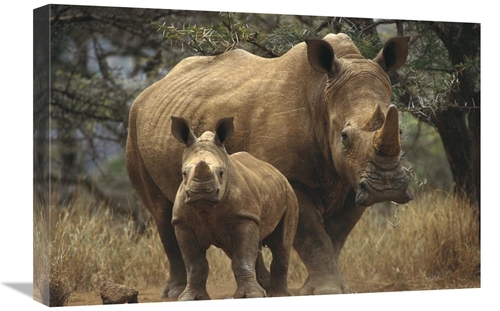 Global Gallery GCS-452979-1624-142 16 x 24 in. White Rhinoceros Mother