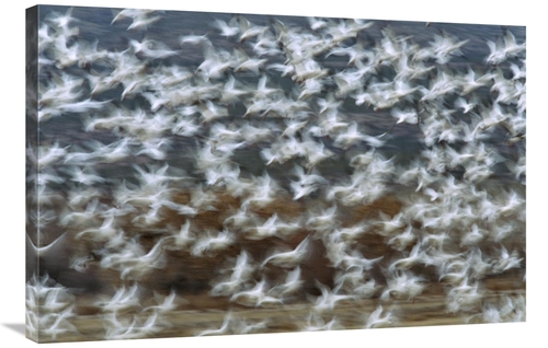 Global Gallery GCS-398313-2436-142 24 x 36 in. Snow Goose Flock Taking