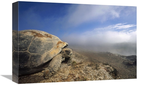 Global Gallery GCS-451321-1218-142 12 x 18 in. Galapagos Giant Tortois