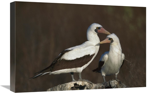 Global Gallery GCS-451770-1624-142 16 x 24 in. Nazca Booby Pair At Nes