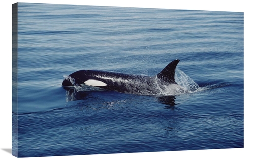 Global Gallery GCS-450572-2436-142 24 x 36 in. Orca Surfacing, Joh