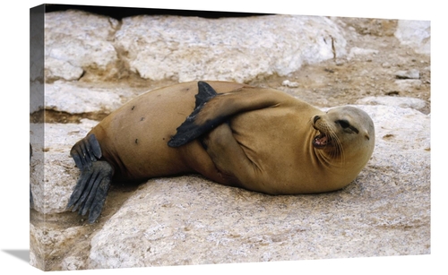 Global Gallery GCS-452432-1624-142 16 x 24 in. Galapagos Sea Lion Call