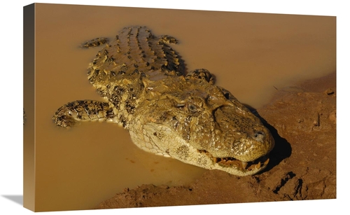 Global Gallery GCS-453212-1624-142 16 x 24 in. Broad-Snouted Caiman Em