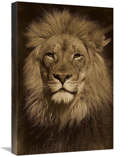 Global Gallery GCS-453667-1624-142 16 x 24 in. African Lion Male Portr