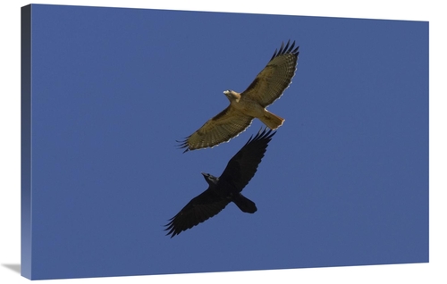 Global Gallery GCS-450886-2436-142 24 x 36 in. Red-Tailed Hawk & Commo