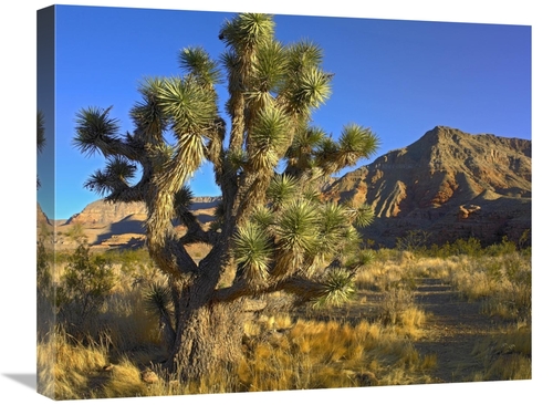 Global Gallery GCS-452128-2024-142 20 x 24 in. Joshua Tree with the VI