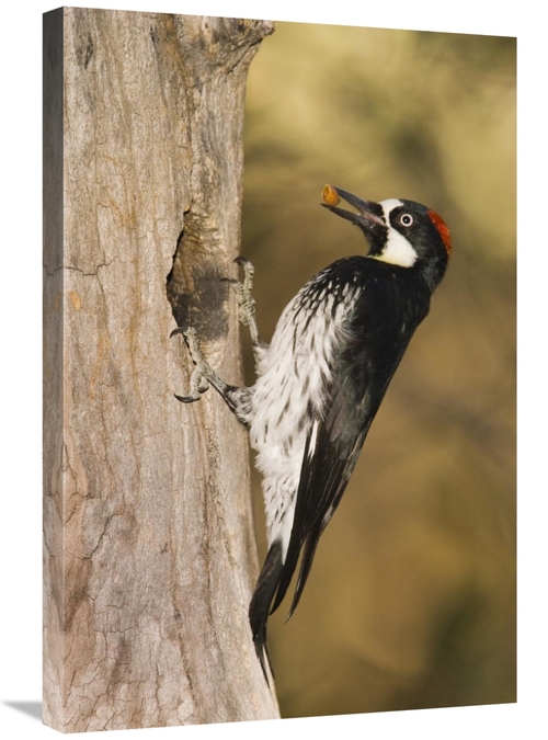 Global Gallery GCS-453356-2030-142 20 x 30 in. Acorn Woodpecker Female