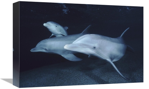 Global Gallery GCS-450661-1218-142 12 x 18 in. Bottlenose Dolphin Unde