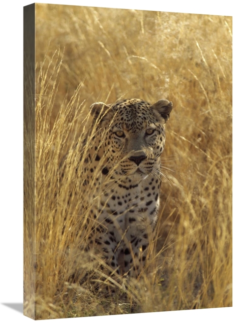Global Gallery GCS-452472-1624-142 16 x 24 in. Leopard in Grass Countr