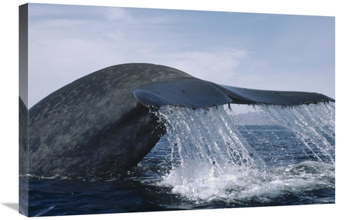 Global Gallery GCS-450604-2030-142 20 x 30 in. Blue Whale Tail, Se