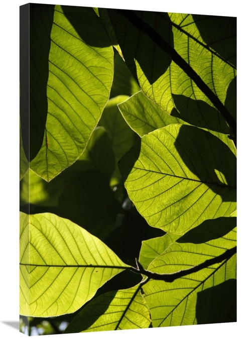 Global Gallery GCS-397731-2030-142 20 x 30 in. Rainforest Leaves Showi