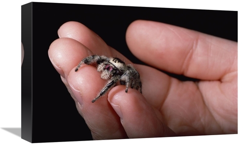 Global Gallery GCS-450713-1218-142 12 x 18 in. Jumping Spider Held in 