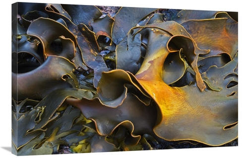 Global Gallery GCS-397863-2436-142 24 x 36 in. Bull Kelp Close-Up,