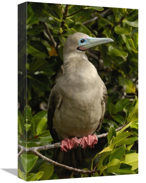 Global Gallery GCS-453055-1218-142 12 x 18 in. Red-Footed Booby Portra