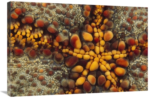 Global Gallery GCS-395283-2436-142 24 x 36 in. Starfish Mouth, Kim