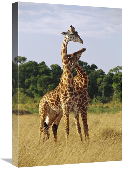 Global Gallery GCS-452978-1624-142 16 x 24 in. Giraffe Young Males Nec