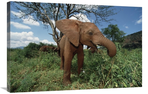 Global Gallery GCS-453015-2436-142 24 x 36 in. Orphan Baby Natumi Feed