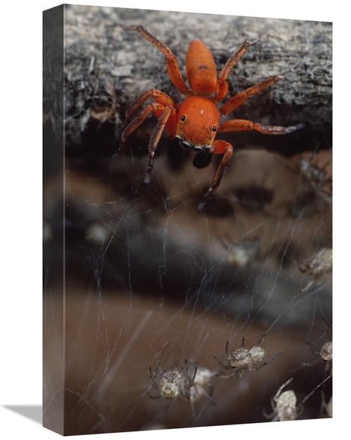 Global Gallery GCS-450716-1218-142 12 x 18 in. Subterranean Jumping Sp