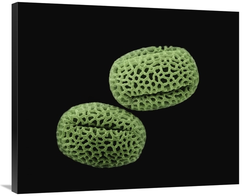 Global Gallery GCS-397619-36-142 36 in. Olive - Olea Europaea Pollen a