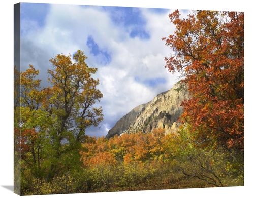 Global Gallery GCS-396938-30-142 30 in. Trees & Shrubs in Autumn, 