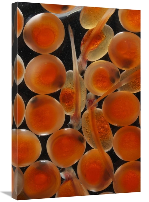 Global Gallery GCS-453585-2030-142 20 x 30 in. Chum Salmon Eggs & Alev