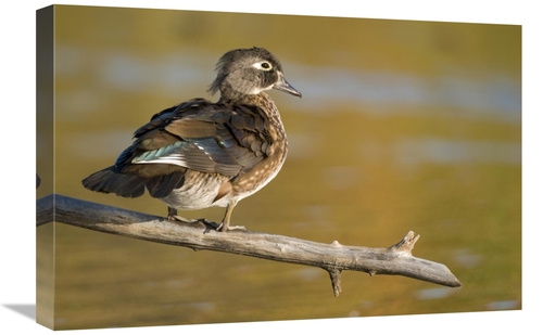 Global Gallery GCS-397346-1624-142 16 x 24 in. Wood Duck Female, N