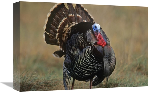 Global Gallery GCS-395994-1218-142 12 x 18 in. Wild Turkey Male, N