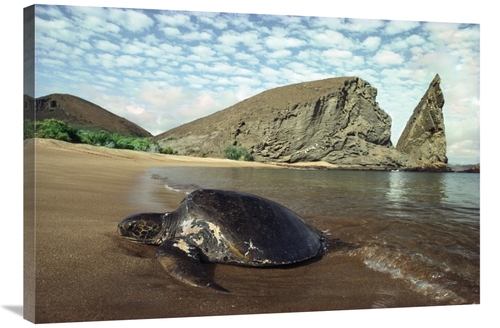 Global Gallery GCS-451058-2436-142 24 x 36 in. Green Sea Turtle, B