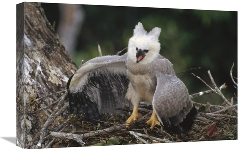 Global Gallery GCS-451210-1624-142 16 x 24 in. Harpy Eagle Juvenile in