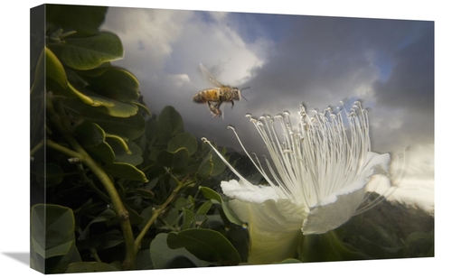 Global Gallery GCS-397741-1624-142 16 x 24 in. Honey Bee Approaching R