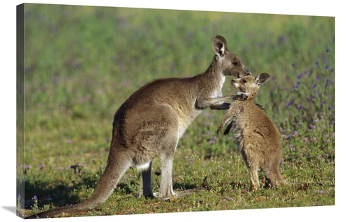 Global Gallery GCS-398088-2436-142 24 x 36 in. Eastern Grey Kangaroo M