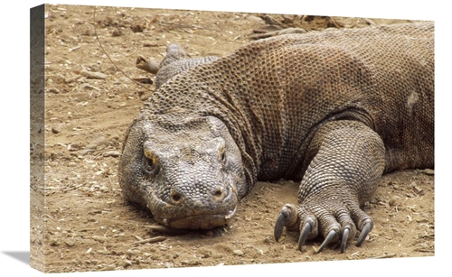 Global Gallery GCS-451183-1624-142 16 x 24 in. Komodo Dragon Male Bask