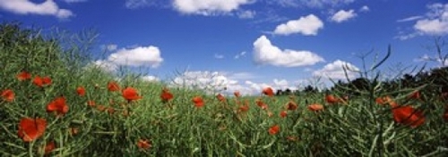 Panoramic Images PPI115626L Red poppies blooming in a field  Baden-Wur