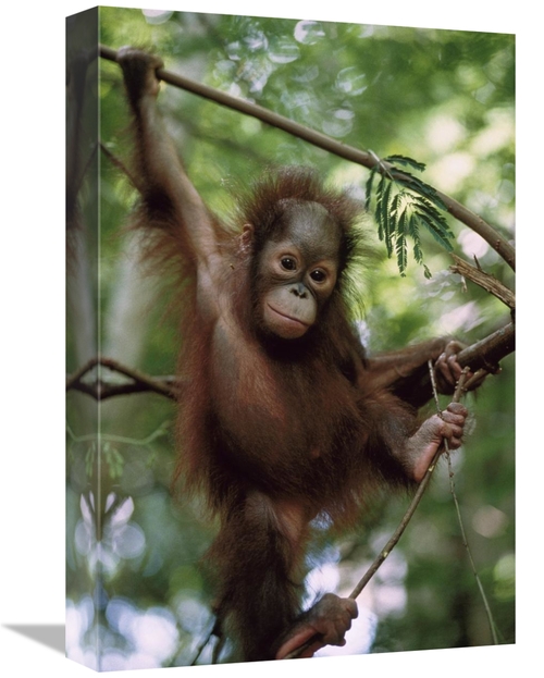 Global Gallery GCS-452310-1218-142 12 x 18 in. Orangutan Infant Hangin
