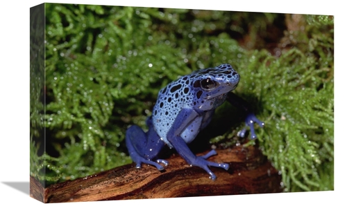 Global Gallery GCS-452807-1218-142 12 x 18 in. Blue Poison Dart Frog&#