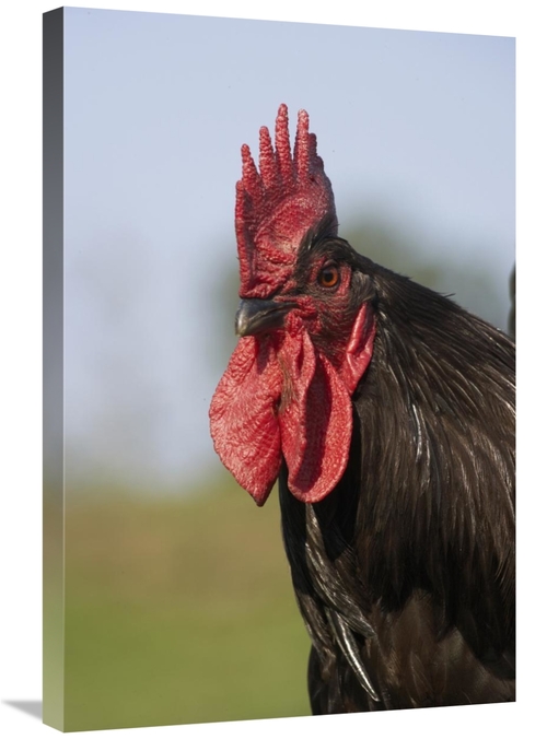 Global Gallery GCS-397519-2030-142 20 x 30 in. Domestic Chicken, C