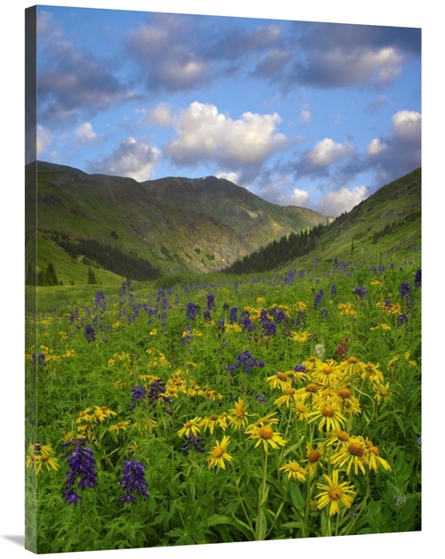 Global Gallery GCS-396568-3040-142 30 x 40 in. Orange Sneezeweed & Del