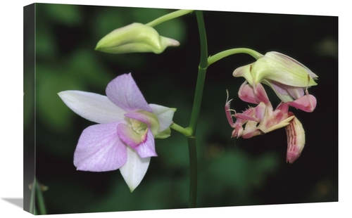 Global Gallery GCS-397645-1624-142 16 x 24 in. Orchid Mantis Female Mi