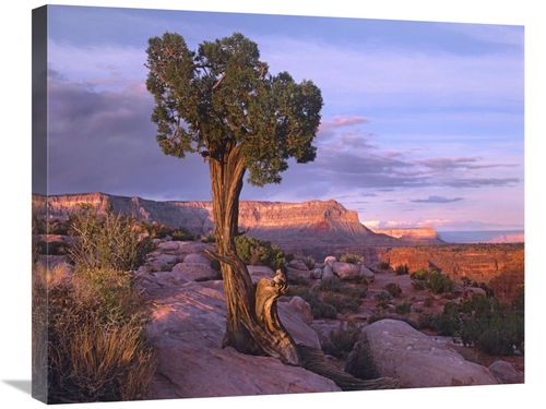 Global Gallery GCS-397008-2228-142 22 x 28 in. Single-Leaf Pinyon Pine