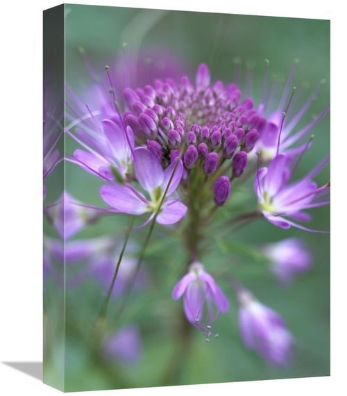 Global Gallery GCS-396943-1216-142 12 x 16 in. Rocky Mountain Bee Plan