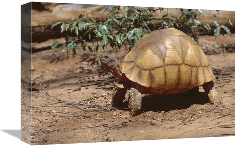 Global Gallery GCS-452646-1218-142 12 x 18 in. Ploughshare Tortoise Po