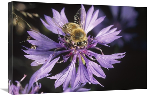 Global Gallery GCS-452340-2030-142 20 x 30 in. Honey Bee Collecting Po