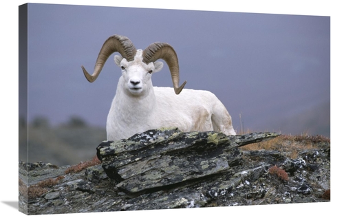 Global Gallery GCS-451890-2030-142 20 x 30 in. Dalls Sheep Ram Resting