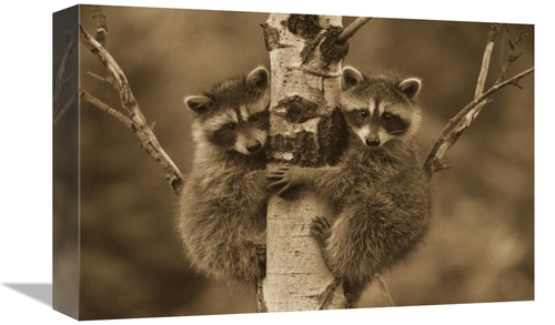 Global Gallery GCS-450502-1216-142 12 x 16 in. Raccoon Two Babies Clim