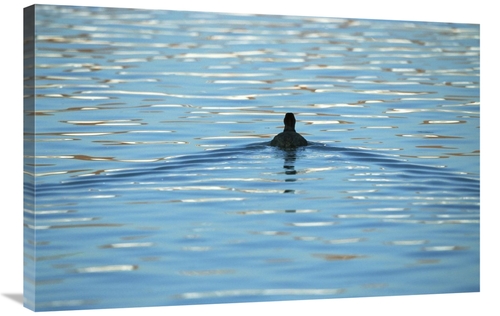 Global Gallery GCS-452548-2436-142 24 x 36 in. Coot Swimming Away,