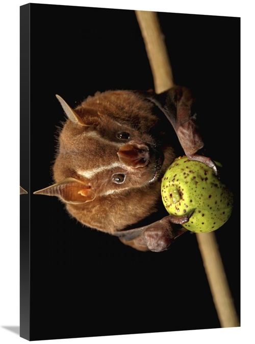 Global Gallery GCS-398574-2030-142 20 x 30 in. Great Fruit-Eating Bat 