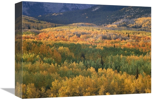 Global Gallery GCS-396613-1216-142 12 x 16 in. Aspen Trees in Fall Col