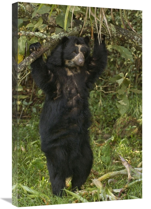 20 x 30 in. Spectacled Bear, Cloud Forest, Andes Mountains&#44