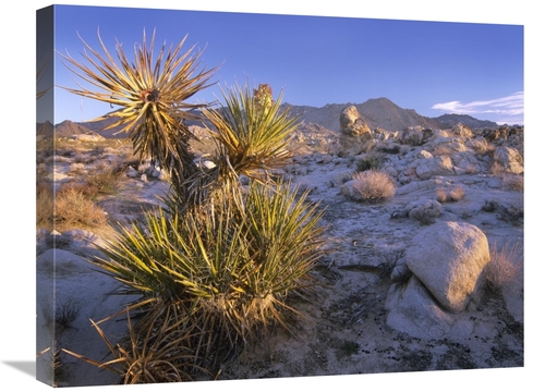 Global Gallery GCS-396773-1824-142 18 x 24 in. Mojave Yucca in Rocky L