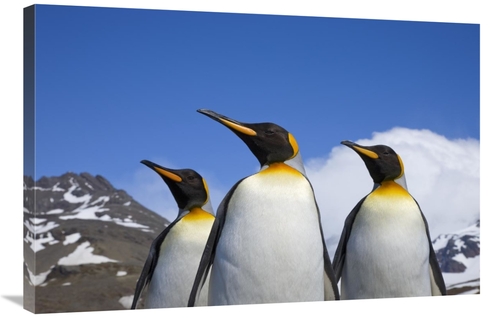 Global Gallery GCS-395330-2436-142 24 x 36 in. King Penguin Trio, 